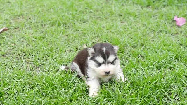 Close up cute siberian husky puppy sitting on grass slow motion 