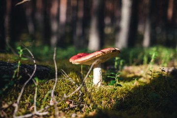 russula emetica red mushroom closeup