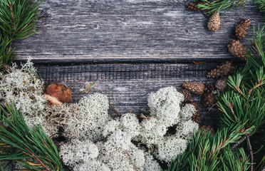 Forest composition with pine branches, moss and mushrooms. Christmas composition.