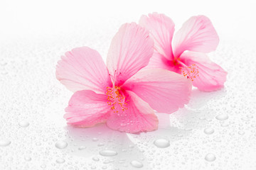Pink hibiscus flower and reflect isolated on white background.