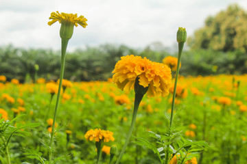 Marigolds yellow bloom meadows.