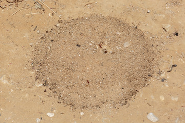 Entrance to round anthill
