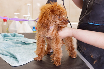 Chocolate toy poodle after drying