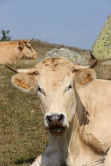 vache aubrac