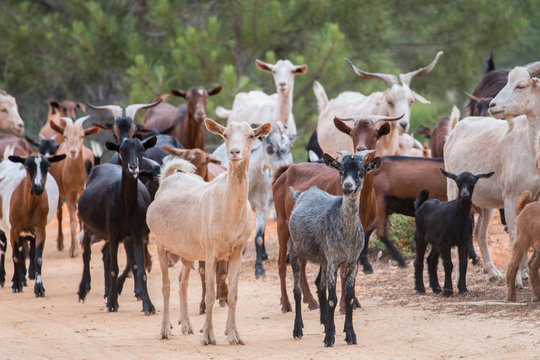 A herd of goats