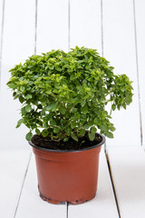 Ocimum minimum plant