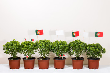 Ocimum minimum plants