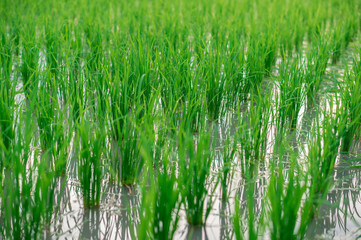 Rice seedling