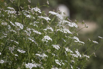 Coriander (Coriandrum sativum)