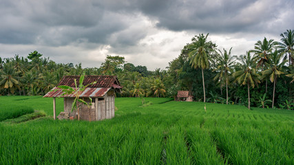 Fototapeta na wymiar The ricefields before the tropical rain
