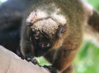 red-bellied lemur (Eulemur rubriventer)