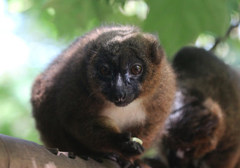 red-bellied lemur (Eulemur rubriventer)