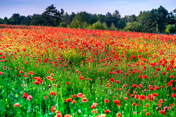 Macro shot of a red poppy blooms in a colorful, abstract and vibrant blossom field, a meadow full of blooming summer flowers, on romantic evening during sunset. Morning dew in grass. Magical moment
