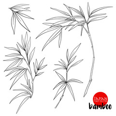 Obraz premium bamboo branch. Stock line vector illustration botanic flowers. O