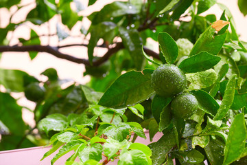 lemon tree wet