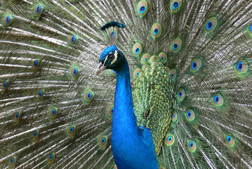 Naklejka premium Peacock head with feathers open