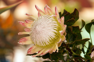 Protea cynaroides, the king protea flower