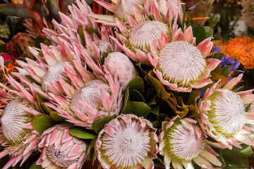 Protea cynaroides, the king protea flower