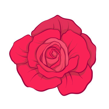 Red rose flower isolated hand drawn. Stock line vector illustrat