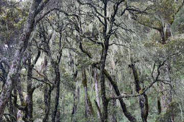 Usnea diffracta Vain