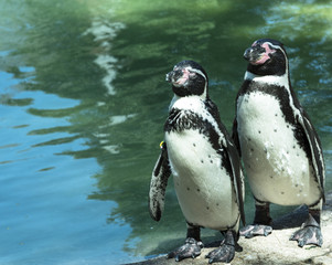 Humboldt Penguin, Haifa, Israel