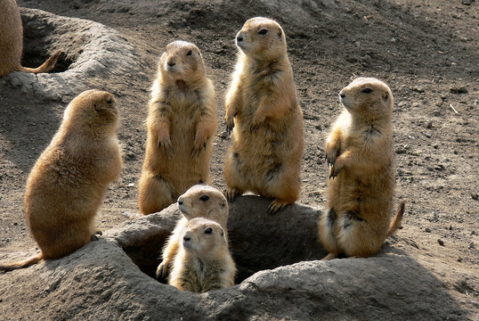 Prairie dog family watching around their hole