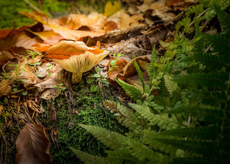 Boletus edulis is edible mushroom. Pporcini on moss in forest. Healthy and delicates food. Picking mushrooms in the autumn forest.