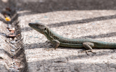 Madeiran wall lizard (Lacerta dugesii)