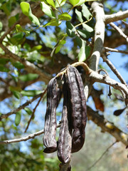 Carob fruit hanging from the tree. Also used for substituting cocoa.