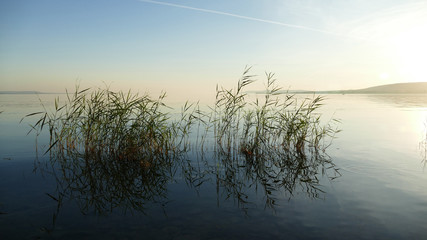 Water plants in lake Balaton by Sajkod - where the sky meets the water