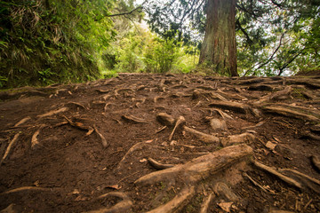 Levada of Caldeirao Verde
