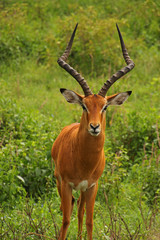männlicher Impala 