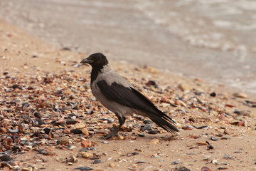 Hooded Crow (Corvus Cornix)