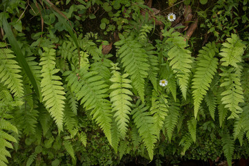 Levada of Caldeirao Verde