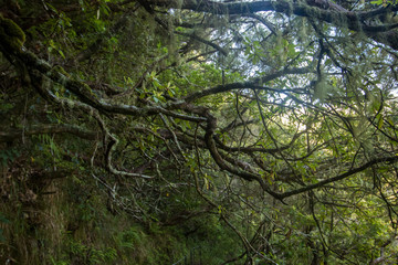 Levada of Caldeirao Verde