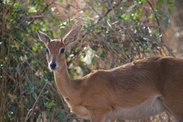 Oribi