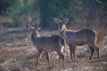 Waterbuck