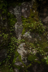 Levada of Caldeirao Verde