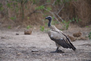 Whitebacked Vulture