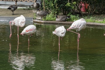 Flamingos in kowloon park, Hong kong