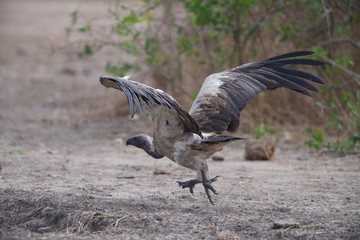 Whitebacked Vulture
