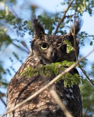 Spotted eagle owl