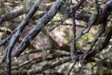 Levada of Caldeirao Verde