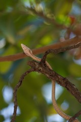 Vine snake crossing again