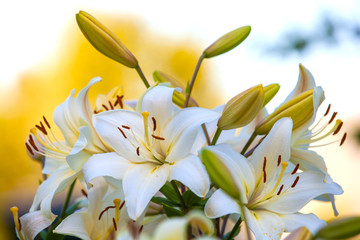 White yellow lilies at sunset in the garden
