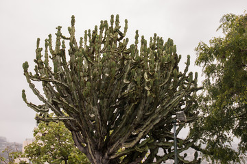 Euphorbia ingens cactus