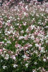 London Pride, Saxifraga × urbium flower