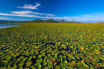 A huge field with lilies. Skadar Lake. Montenegro.