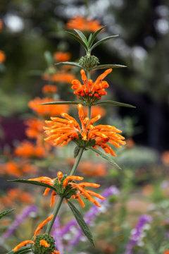 Leonotis leonurus flower