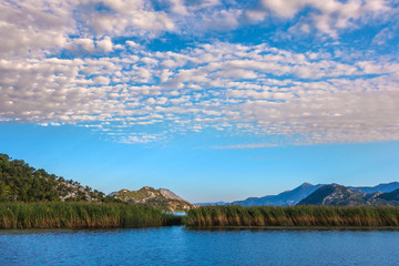 Water thickets of the Skadar Lake. Montenegro. © Valery Bocman